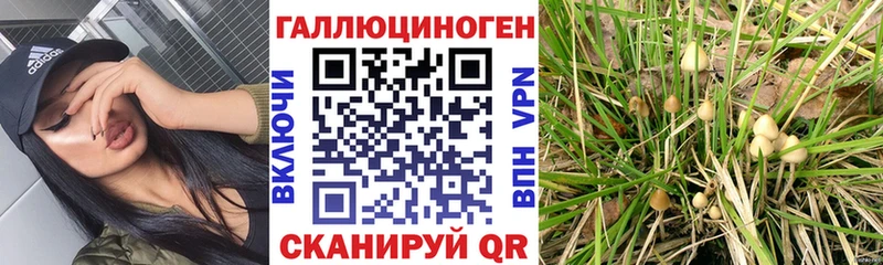 Купить закладки  Бор  Псилоцибиновые грибы мицелий 